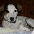 Ist das ein kurz oder langbeiniger Jack Russel ?