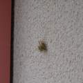 Ist das ein Spinennnest an meinem Balkon??? HILFE