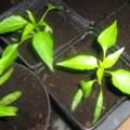 Paprika oder Chili?