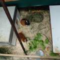 Ist das Meerschweinchengehege so ok? ^^
