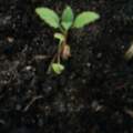 Ist das wirklich Cannabis?