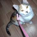 Lila