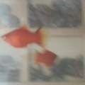 Ist dieser Platy Fisch schwanger?