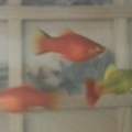 Ist dieser Platy Fisch schwanger?