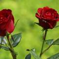 Ist es gesund Rosen zu essen?