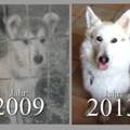 Ist es normal wenn sich das Fellmuster beim Hund verändert?