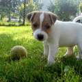 Jack Russell Welpen