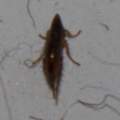 Juckreiz, Welches insekt ist das ?