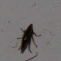 Juckreiz, Welches insekt ist das ?