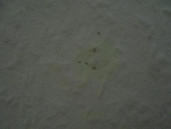 Teppich Ungeziefer Käfer an der Wand (Tapete, Ungeziefer) Teppich Ungeziefer Käfer an der Wand (Tapete, Ungeziefer)