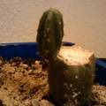 Echinopsis peruviana