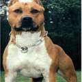 Kampfhund im Wohnblock