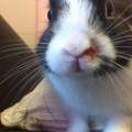 Kaninchen an Schnauze verletzt