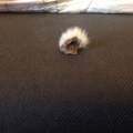 Kaninchen an Schnauze verletzt