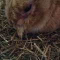 Kaninchen braucht RAT