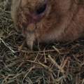 Kaninchen braucht RAT