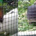 Kaninchen stressfrei einfangen