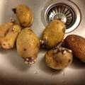 Kann man diese Kartoffeln essen?