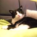 Kann Tod vom Kater nicht verkraften