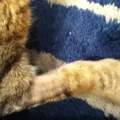 Kater hat Haarausfall!!