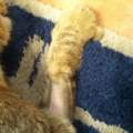Kater hat Haarausfall!!