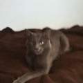 Kater hört nicht auf zu pinkeln -.-
