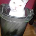 Kater setzt sich in den Mülleimer