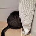Katze anhänglich, "miaut" viel. grund?