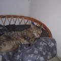 Katze gefunden & verletzt !!!!!! :(