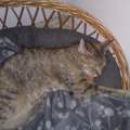 Katze gefunden & verletzt !!!!!! :(