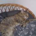 Katze gefunden & verletzt !!!!!! :(