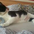 Katze hat kahlen bauch?