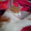Katze offene Wunde
