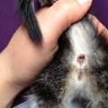 Katzenbaby Geschlechtsbestimmung