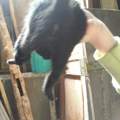 Katzenbabys Geschlecht