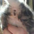 Katzenbabys Geschlecht