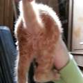 Katzenbabys Geschlecht