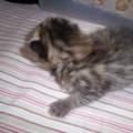 Katzenbabys, langes oder kurzes Fell?