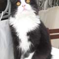 Katze/Rasse ?!