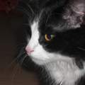 Katze/Rasse ?!