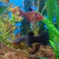 roter Phatomsalmler
