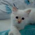 Kennt sich jemand mit der Färbung einer Katze aus?