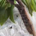 Kleine braune raupe gefunden (Haarig) Was ist das für ne art?