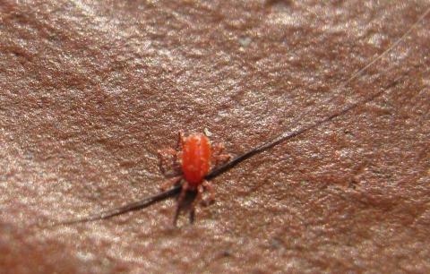 Kleine rote Viecher auf der Terrasse? (insekten, milben ...