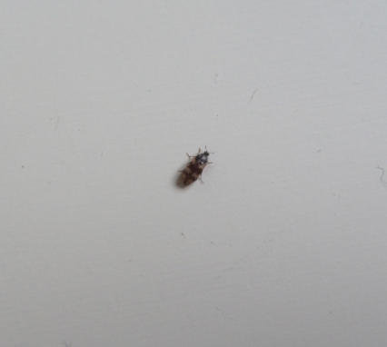 Kleine schwarz-braune Käfer in der Wohnung! (Ungeziefer)