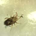 Kleine Tierchen im Schlafzimmer, überwiegend zu sehen an elektronischen Geräten, max 1mm groß