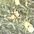 Kleine Tierchen im Schlafzimmer, überwiegend zu sehen an elektronischen Geräten, max 1mm groß