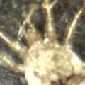 Kleine Tierchen im Schlafzimmer, überwiegend zu sehen an elektronischen Geräten, max 1mm groß