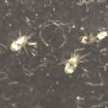 Kleine Tierchen im Schlafzimmer, überwiegend zu sehen an elektronischen Geräten, max 1mm groß