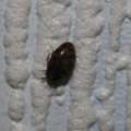 1 - 2 mm groß